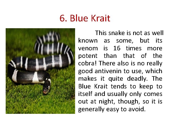 6. Blue Krait This snake is not as well known as some, but its