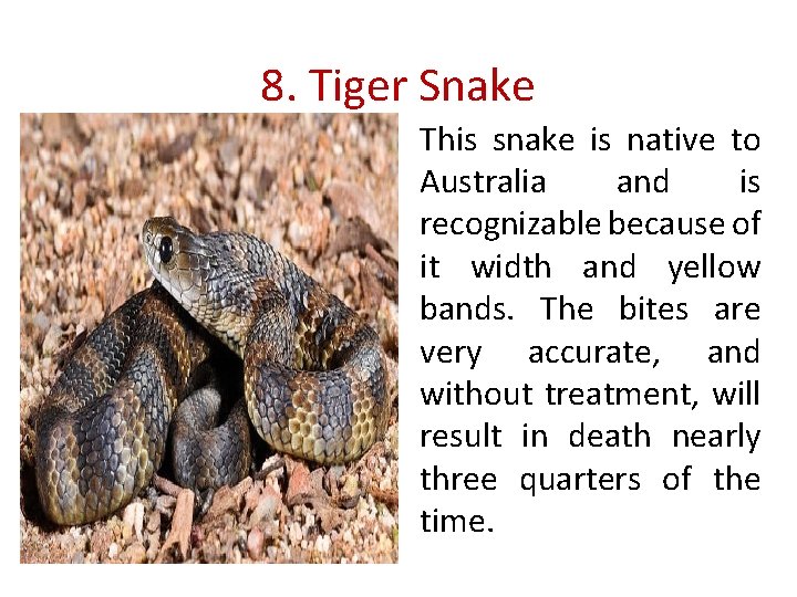 8. Tiger Snake This snake is native to Australia and is recognizable because of