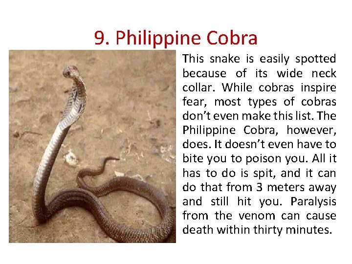 9. Philippine Cobra This snake is easily spotted because of its wide neck collar.