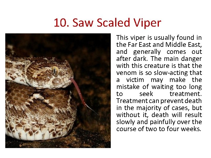 10. Saw Scaled Viper This viper is usually found in the Far East and