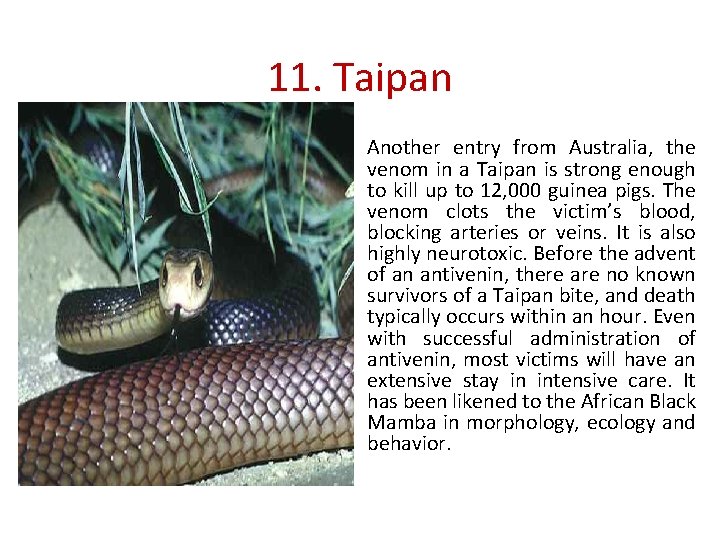11. Taipan Another entry from Australia, the venom in a Taipan is strong enough