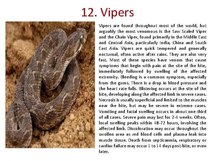 12. Vipers are found throughout most of the world, but arguably the most venomous