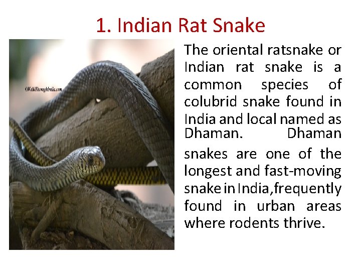 1. Indian Rat Snake The oriental ratsnake or Indian rat snake is a common