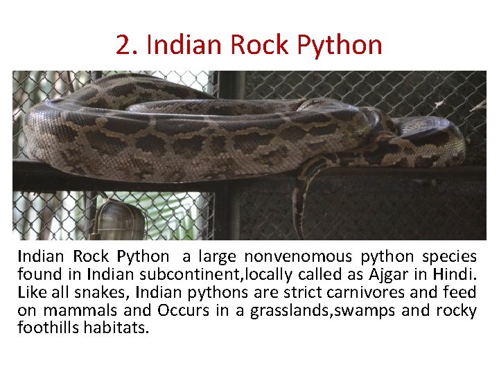 2. Indian Rock Python a large nonvenomous python species found in Indian subcontinent, locally