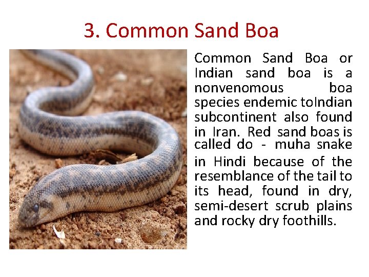 3. Common Sand Boa or Indian sand boa is a nonvenomous boa species endemic