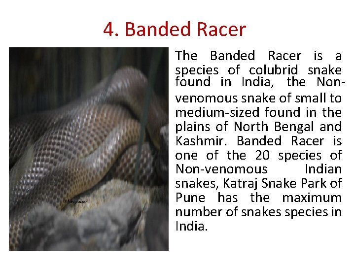 4. Banded Racer The Banded Racer is a species of colubrid snake found in