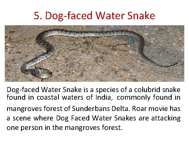 5. Dog-faced Water Snake is a species of a colubrid snake found in coastal