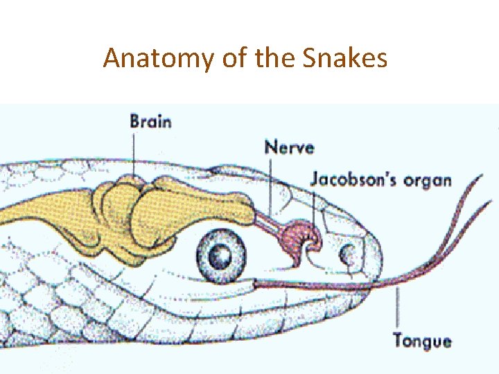 Anatomy of the Snakes 