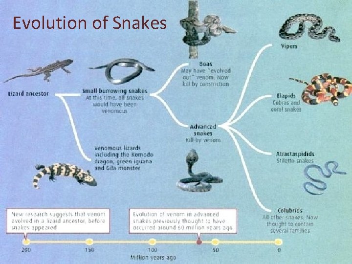 Evolution of Snakes 
