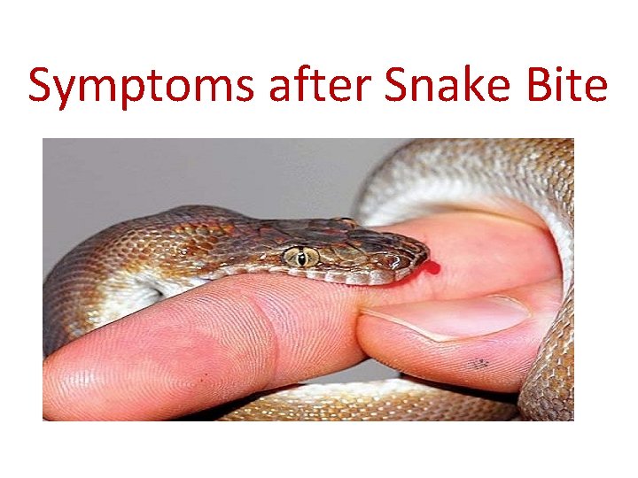 Symptoms after Snake Bite 