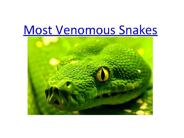 Most Venomous Snakes 