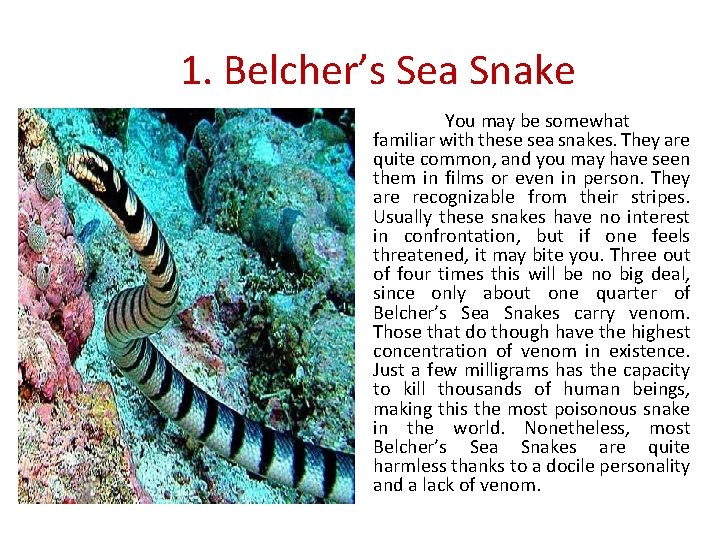 1. Belcher’s Sea Snake You may be somewhat familiar with these sea snakes. They