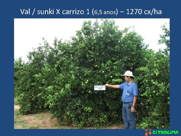 Val / sunki X carrizo 1 (6, 5 anos) – 1270 cx/ha 