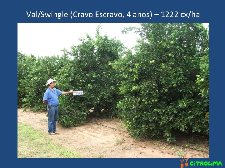 Val/Swingle (Cravo Escravo, 4 anos) – 1222 cx/ha 