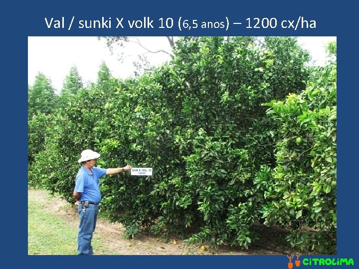 Val / sunki X volk 10 (6, 5 anos) – 1200 cx/ha 