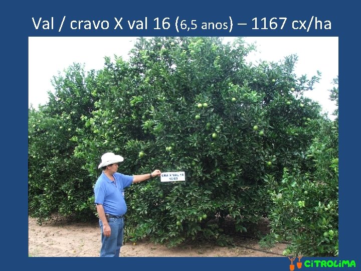 Val / cravo X val 16 (6, 5 anos) – 1167 cx/ha 
