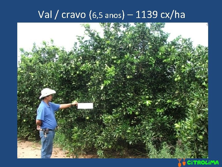 Val / cravo (6, 5 anos) – 1139 cx/ha 