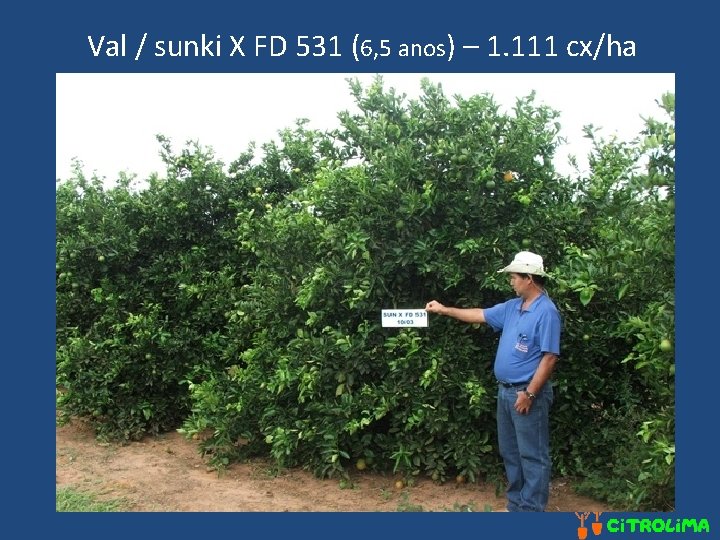 Val / sunki X FD 531 (6, 5 anos) – 1. 111 cx/ha 