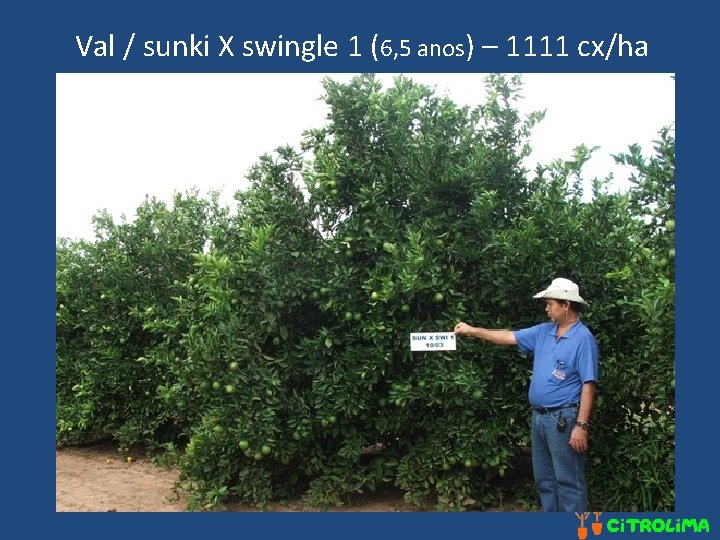 Val / sunki X swingle 1 (6, 5 anos) – 1111 cx/ha 