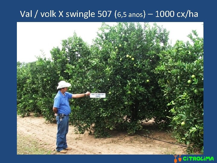 Val / volk X swingle 507 (6, 5 anos) – 1000 cx/ha 