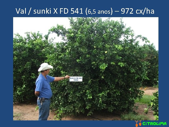 Val / sunki X FD 541 (6, 5 anos) – 972 cx/ha 