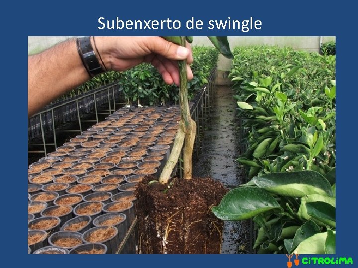 Subenxerto de swingle 