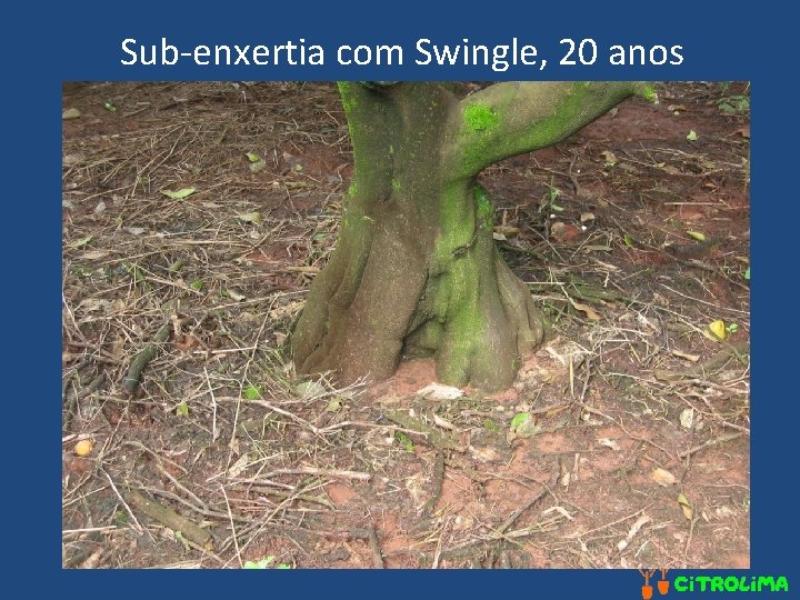 Sub-enxertia com Swingle, 20 anos 