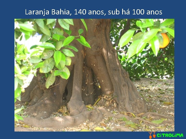 Laranja Bahia, 140 anos, sub há 100 anos 