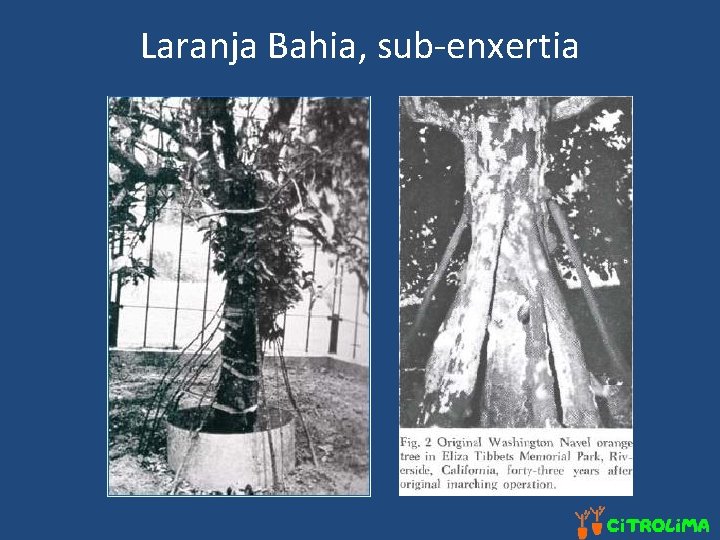 Laranja Bahia, sub-enxertia 