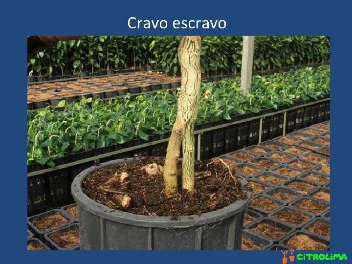 Cravo escravo 