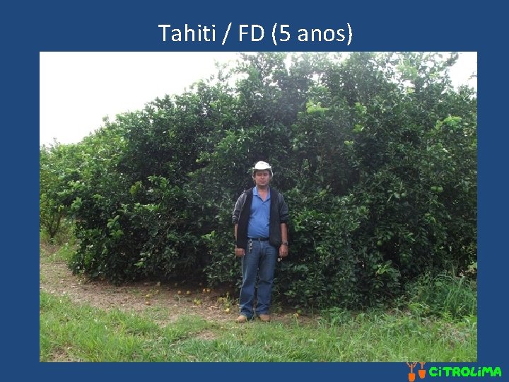 Tahiti / FD (5 anos) 