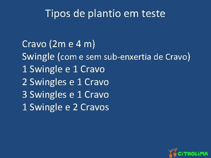 Tipos de plantio em teste Cravo (2 m e 4 m) Swingle (com e