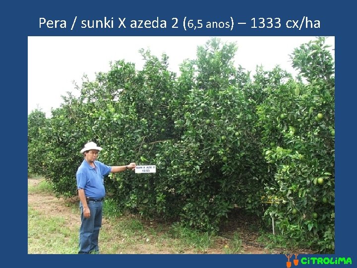 Pera / sunki X azeda 2 (6, 5 anos) – 1333 cx/ha 