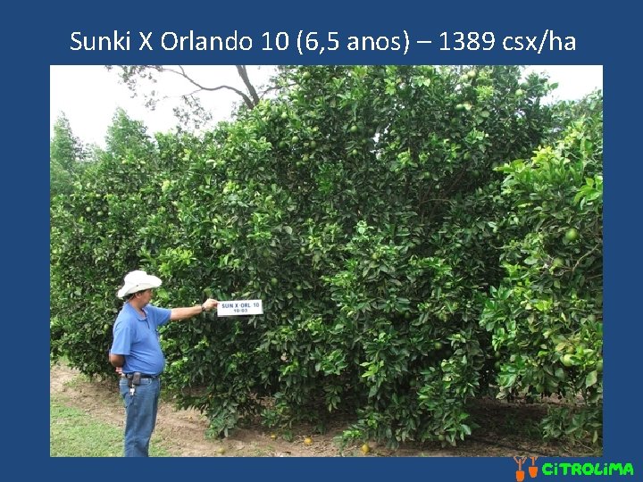 Sunki X Orlando 10 (6, 5 anos) – 1389 csx/ha 