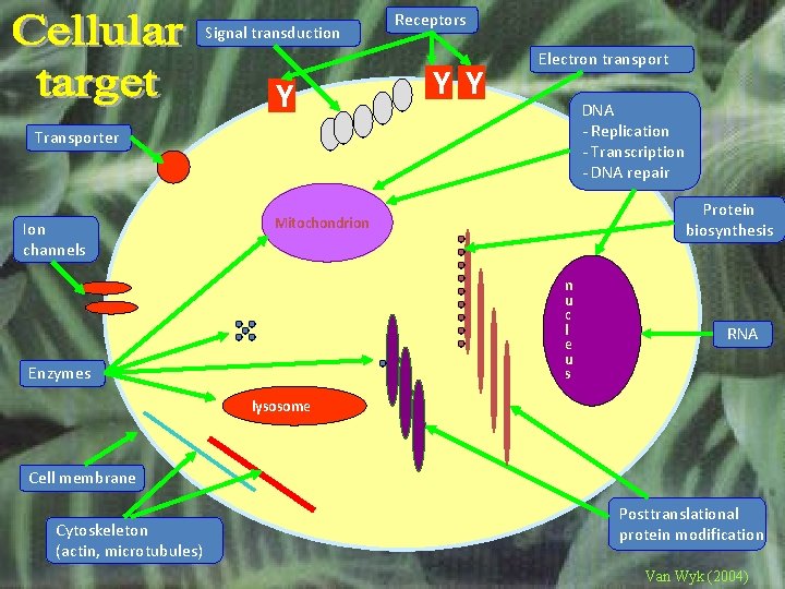 Signal transduction Y Receptors Y Y Electron transport DNA - Replication - Transcription -