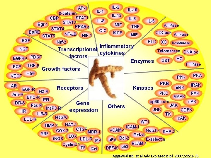 Aggarwal BB, et al Adv Exp Med Biol. 2007; 595: 1 -75 