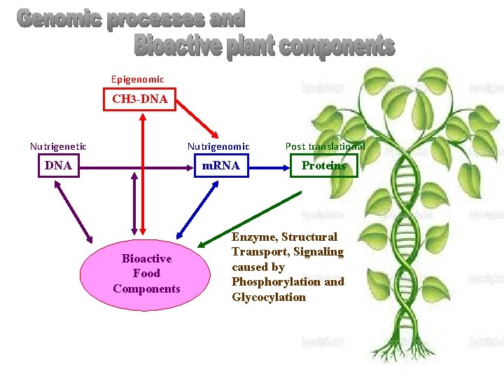 Epigenomic CH 3 -DNA Nutrigenetic Nutrigenomic Post translational DNA m. RNA Proteins Bioactive Food