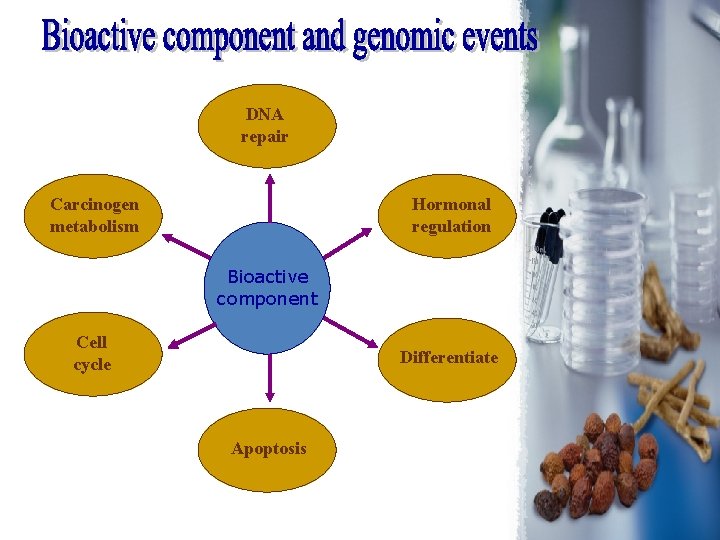 DNA repair Carcinogen metabolism Hormonal regulation Bioactive component Cell cycle Differentiate Apoptosis 