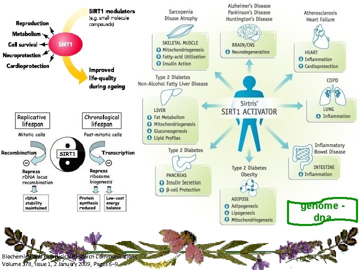 genome dna Biochemical and Biophysical Research Communications Volume 378, Issue 1, 2 January 2009,