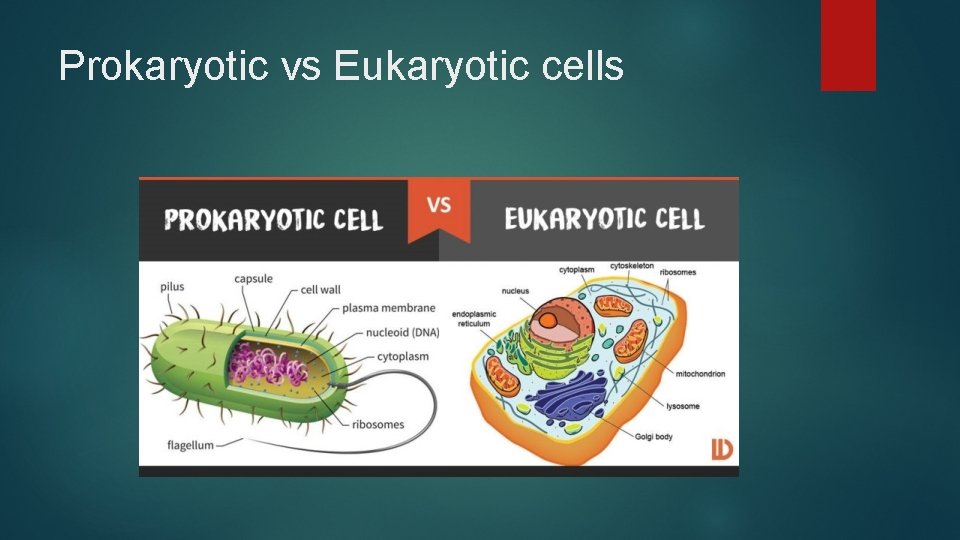 Prokaryotic vs Eukaryotic cells 
