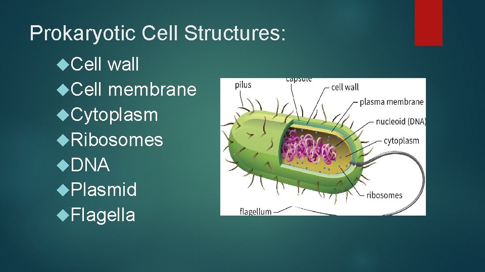 Prokaryotic Cell Structures: Cell wall Cell membrane Cytoplasm Ribosomes DNA Plasmid Flagella 