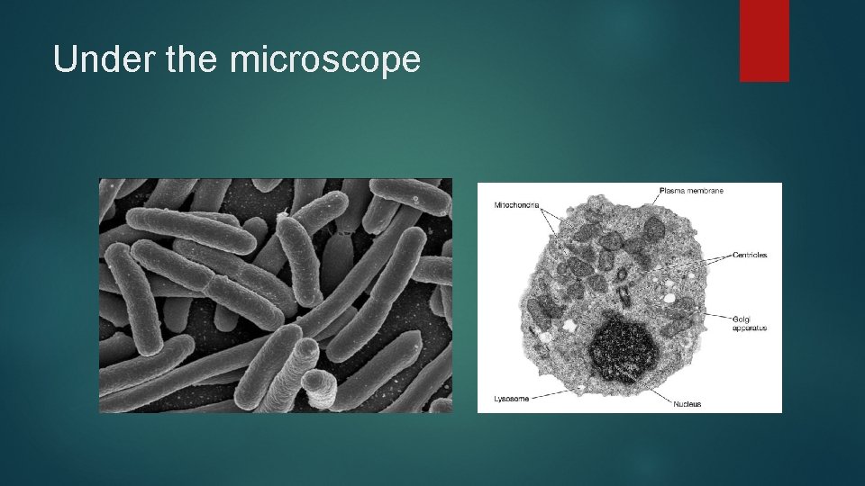 Under the microscope 