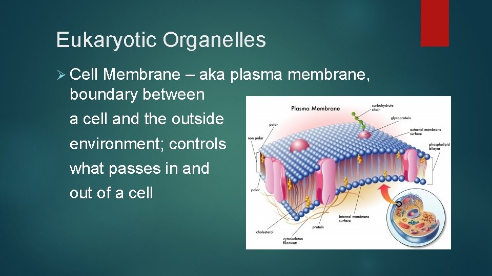 Eukaryotic Organelles Ø Cell Membrane – aka plasma membrane, boundary between a cell and