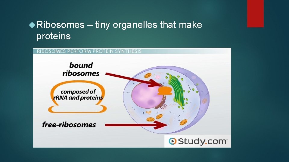  Ribosomes proteins – tiny organelles that make 