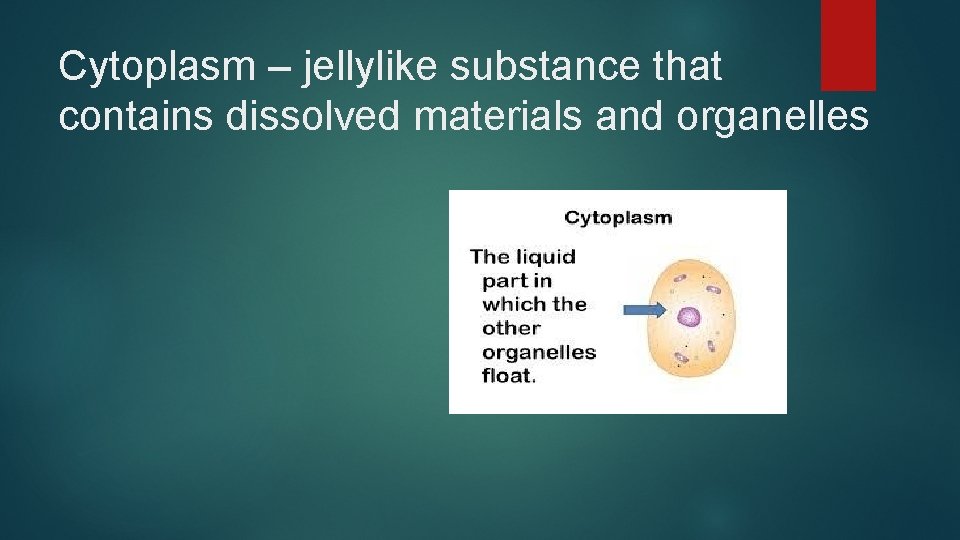 Cytoplasm – jellylike substance that contains dissolved materials and organelles 