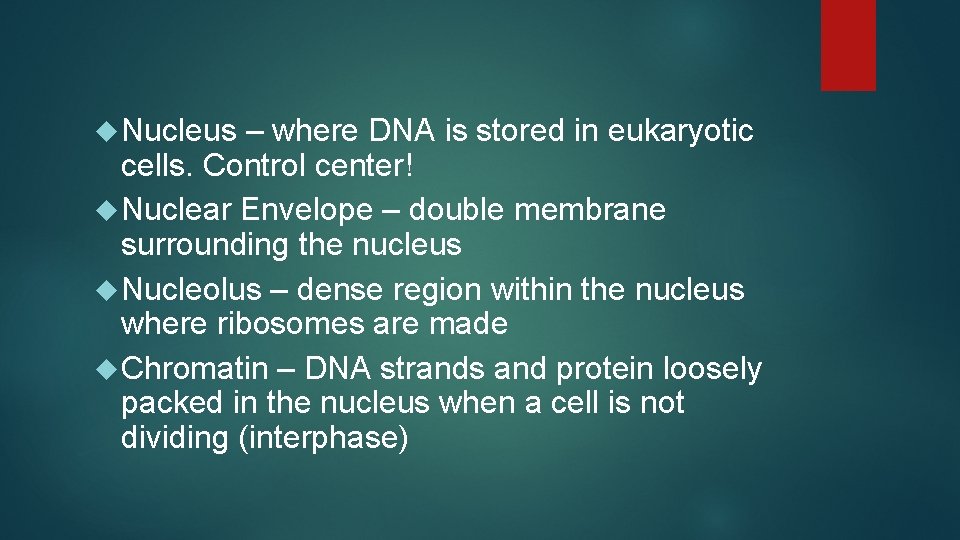  Nucleus – where DNA is stored in eukaryotic cells. Control center! Nuclear Envelope
