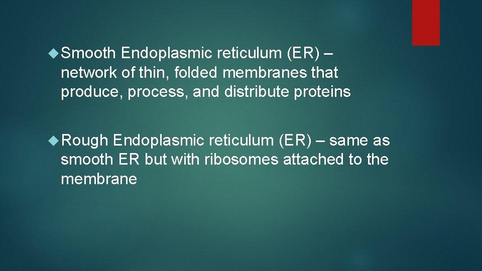  Smooth Endoplasmic reticulum (ER) – network of thin, folded membranes that produce, process,