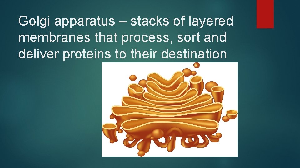 Golgi apparatus – stacks of layered membranes that process, sort and deliver proteins to