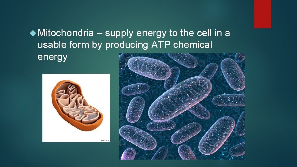  Mitochondria – supply energy to the cell in a usable form by producing