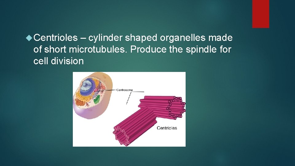  Centrioles – cylinder shaped organelles made of short microtubules. Produce the spindle for